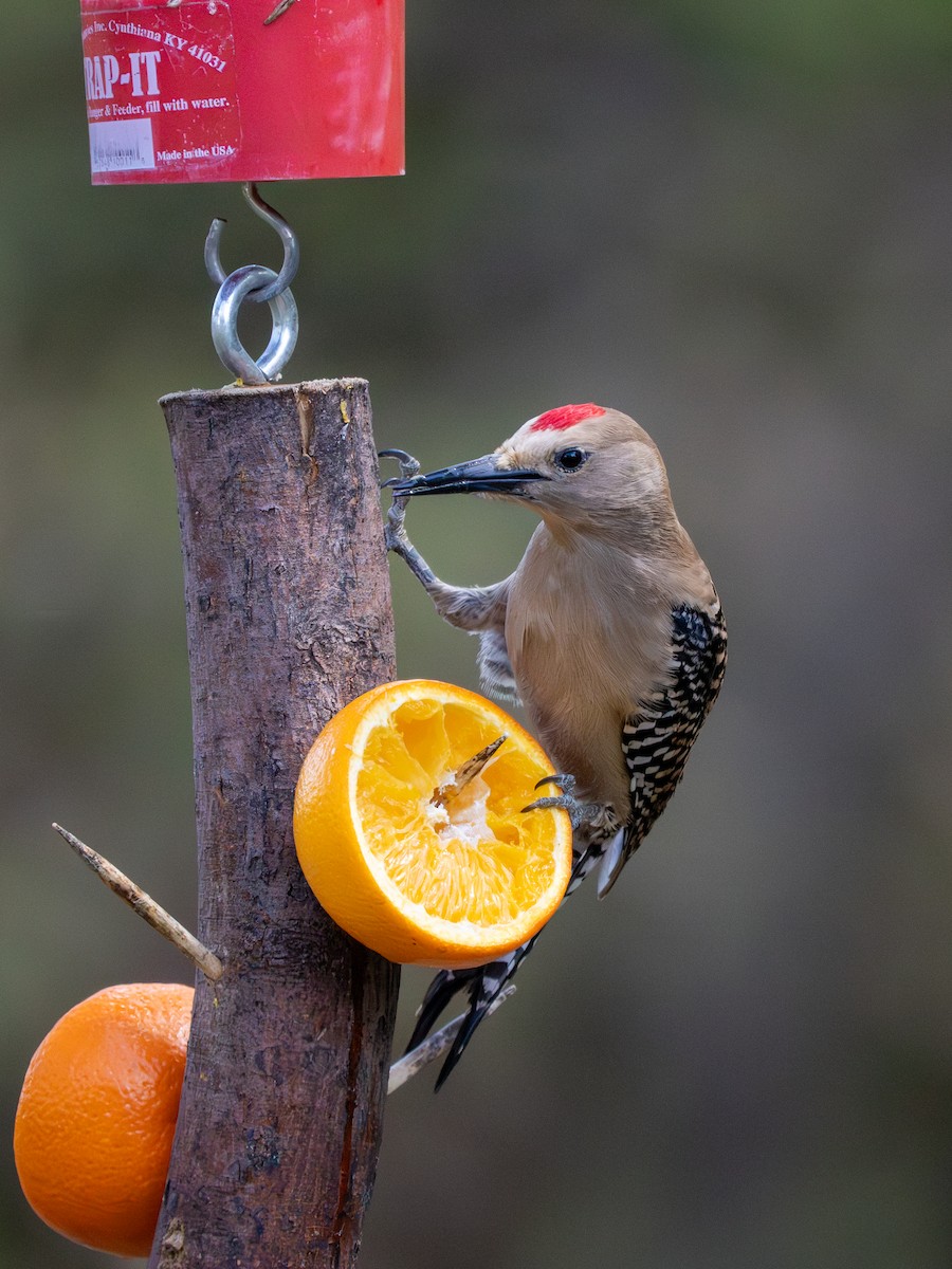 Gila Woodpecker - Ken Ferguson