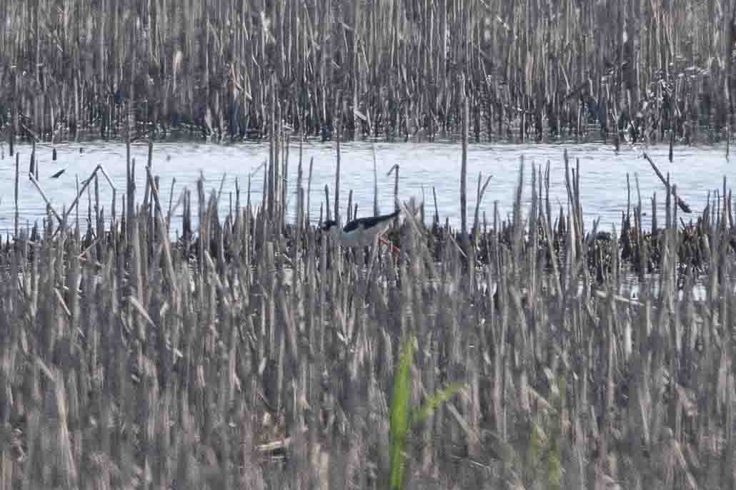 Black-necked Stilt - Ann Van Sant