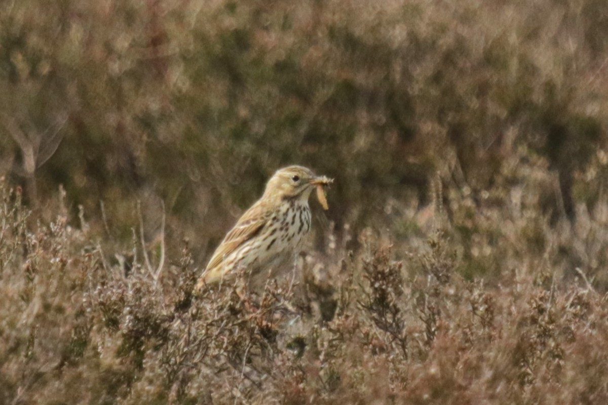 Meadow Pipit - Jan Roedolf