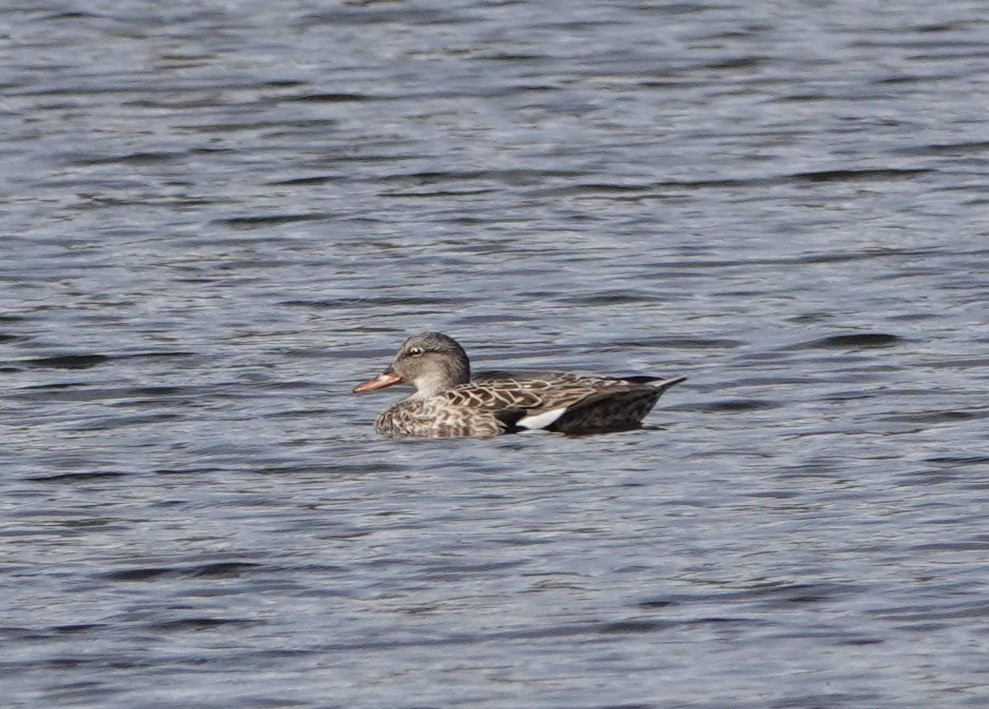 Gadwall - Patricia Sowinski