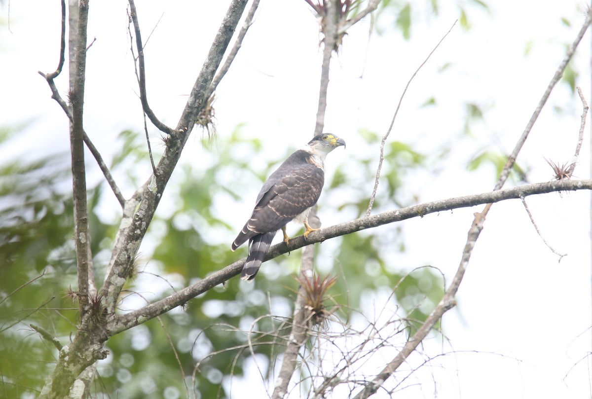 Hook-billed Kite (Hook-billed) - Desmond Allen