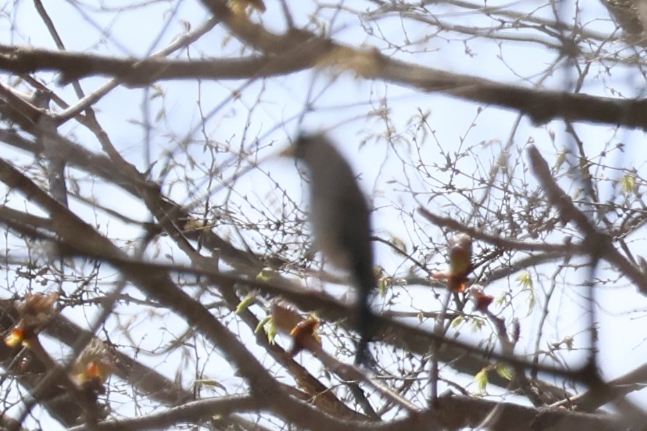 Japanese Grosbeak - ML618778367