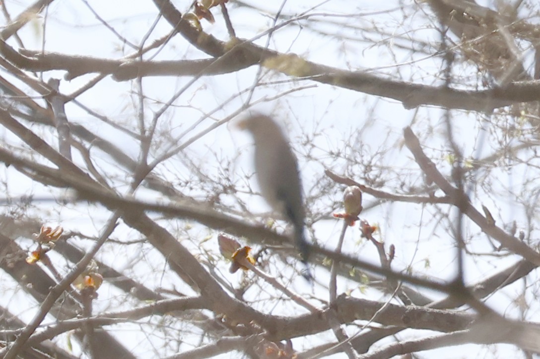 Japanese Grosbeak - Eric Cameron