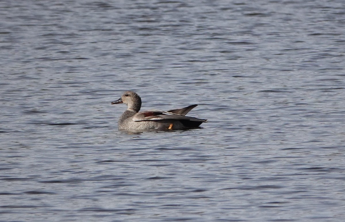 Canard chipeau - ML618778376