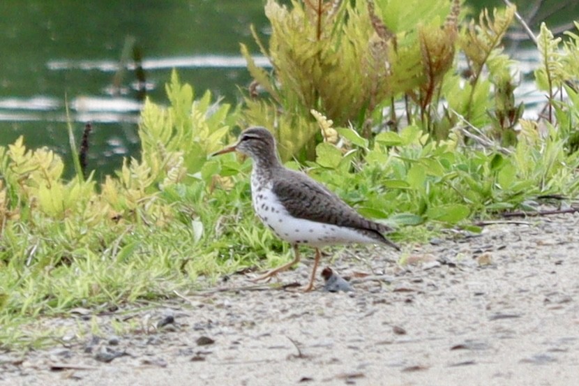 Benekli Düdükçün - ML618778390