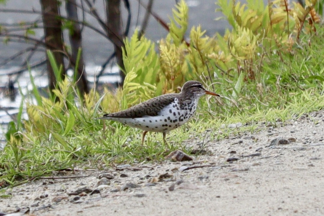 Benekli Düdükçün - ML618778391