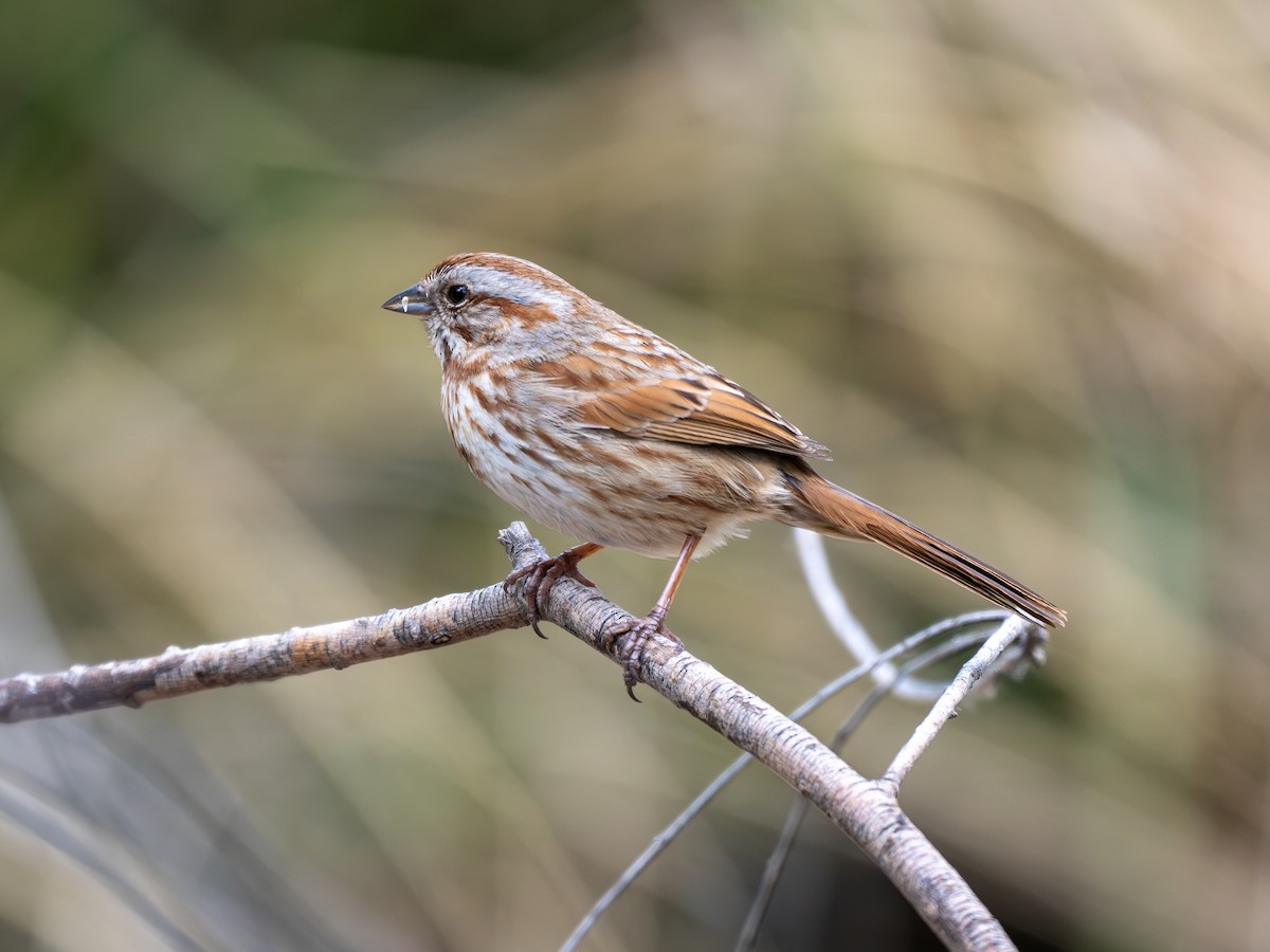 Song Sparrow - ML618778392