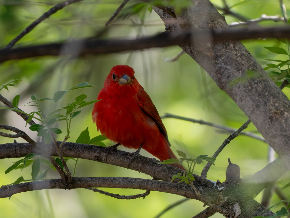 Summer Tanager - Ken Ferguson