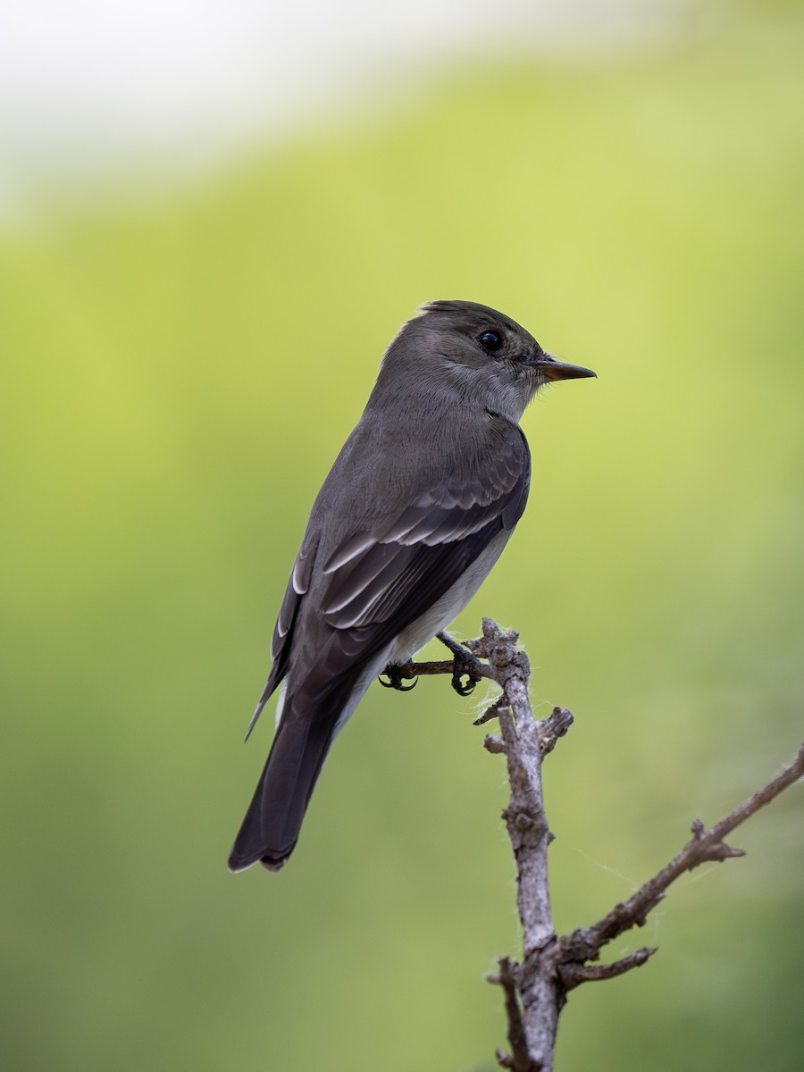 Western Wood-Pewee - Ken Ferguson