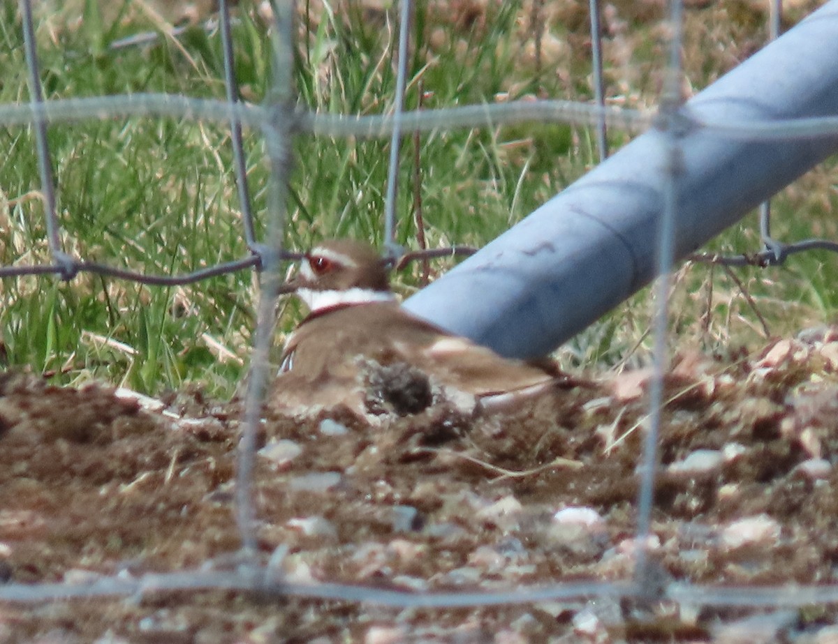 Killdeer - Maryse Lessard