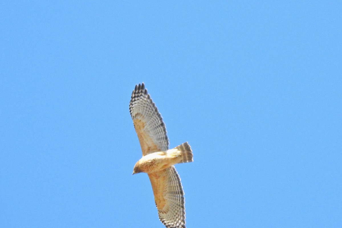 Red-shouldered Hawk - Jarvis Shirky