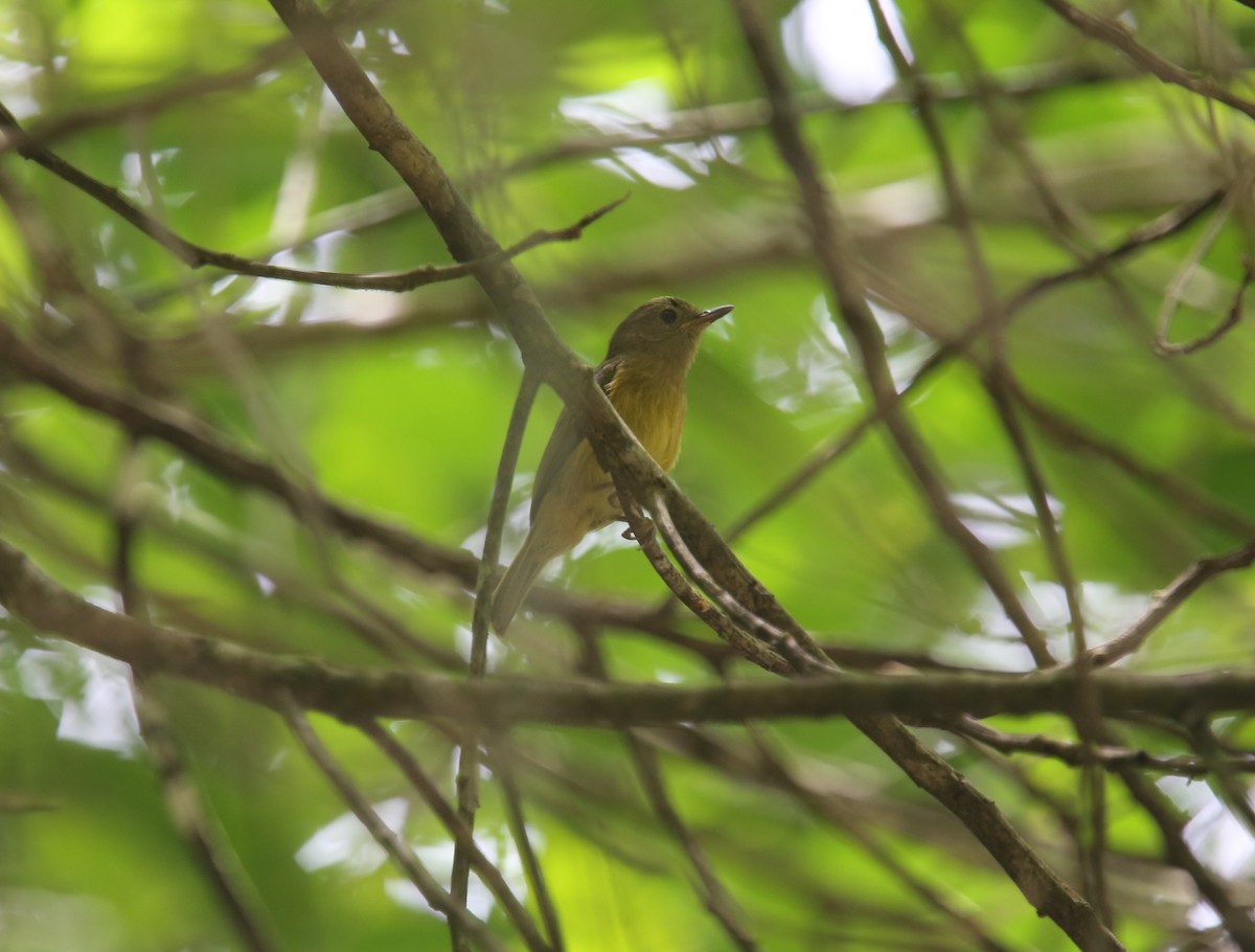 Ochre-bellied Flycatcher - Desmond Allen