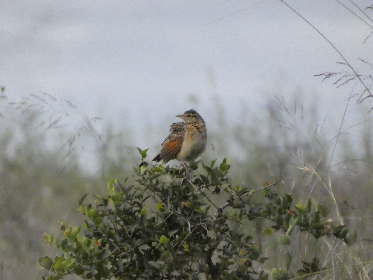 Rufous-naped Lark - Augie Kramer