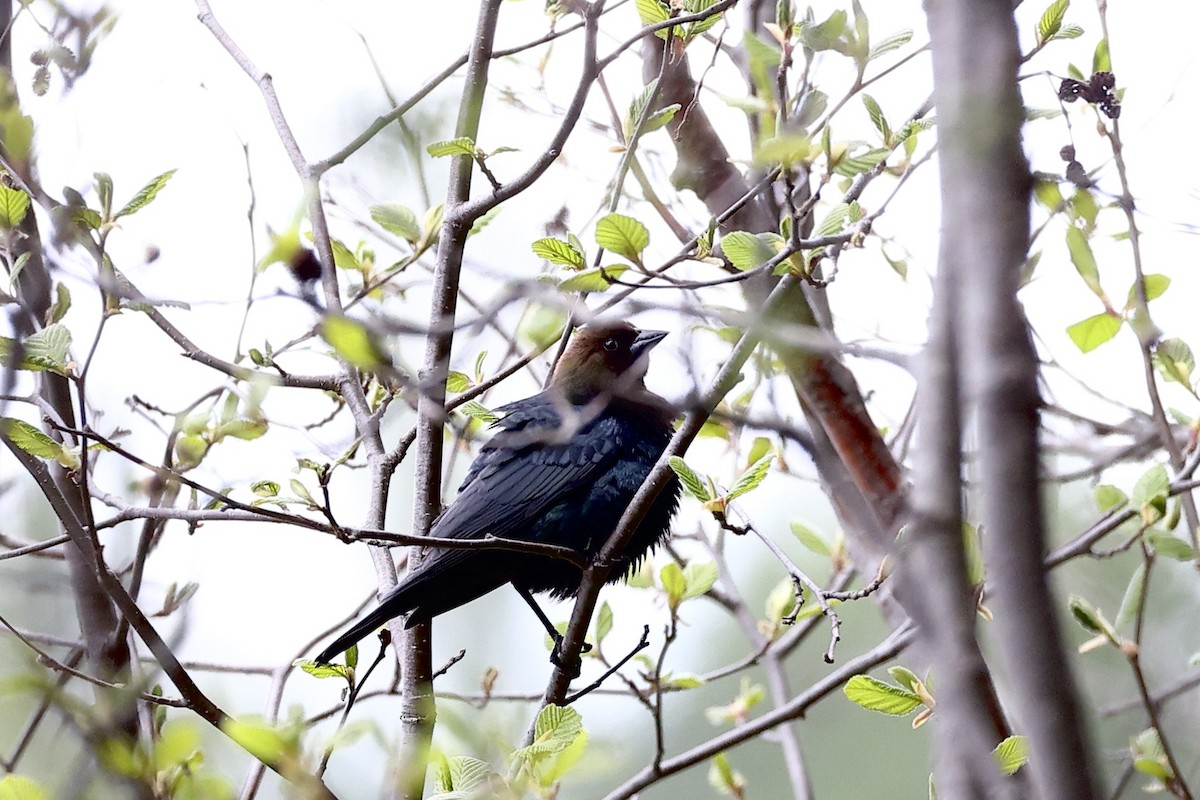 Brown-headed Cowbird - Michael Arthurs