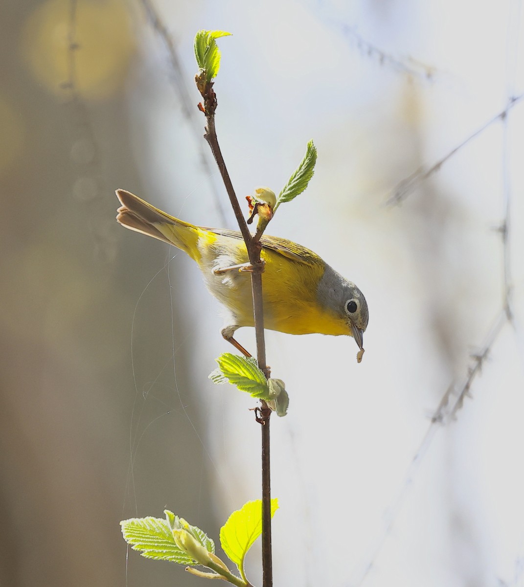 Nashville Warbler - Michael Arthurs