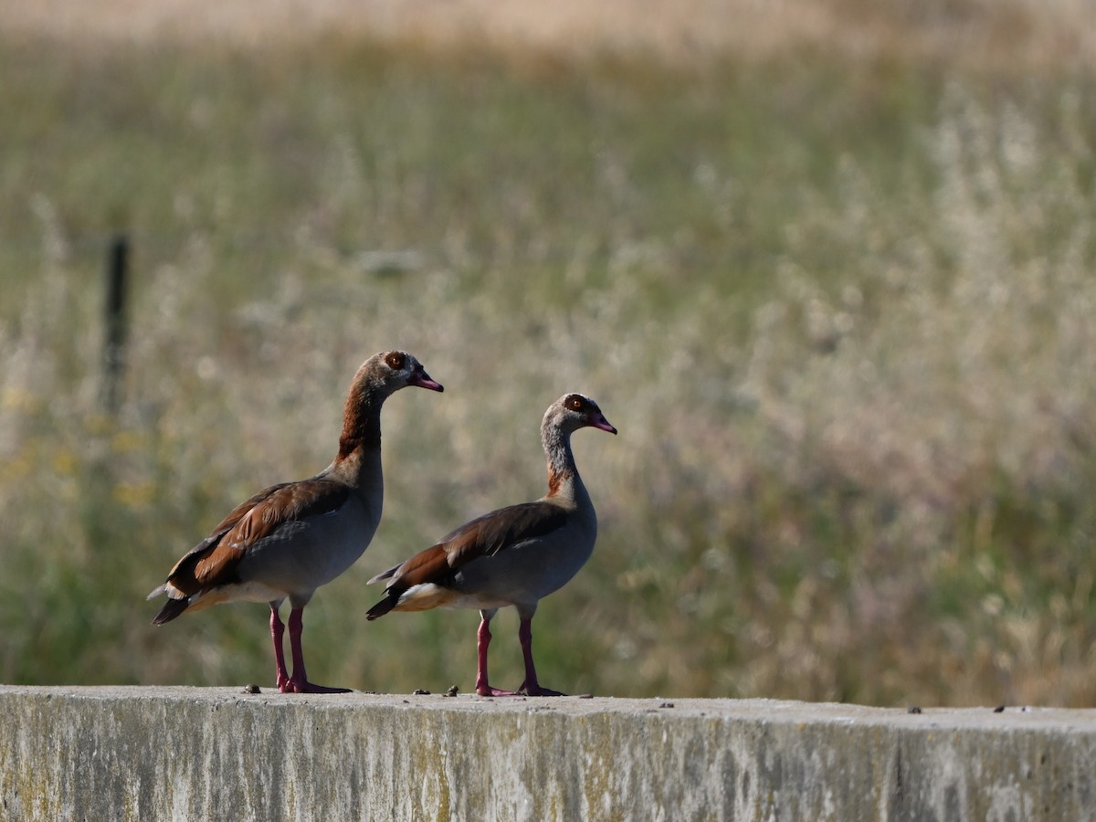 Egyptian Goose - Manuel Espenica