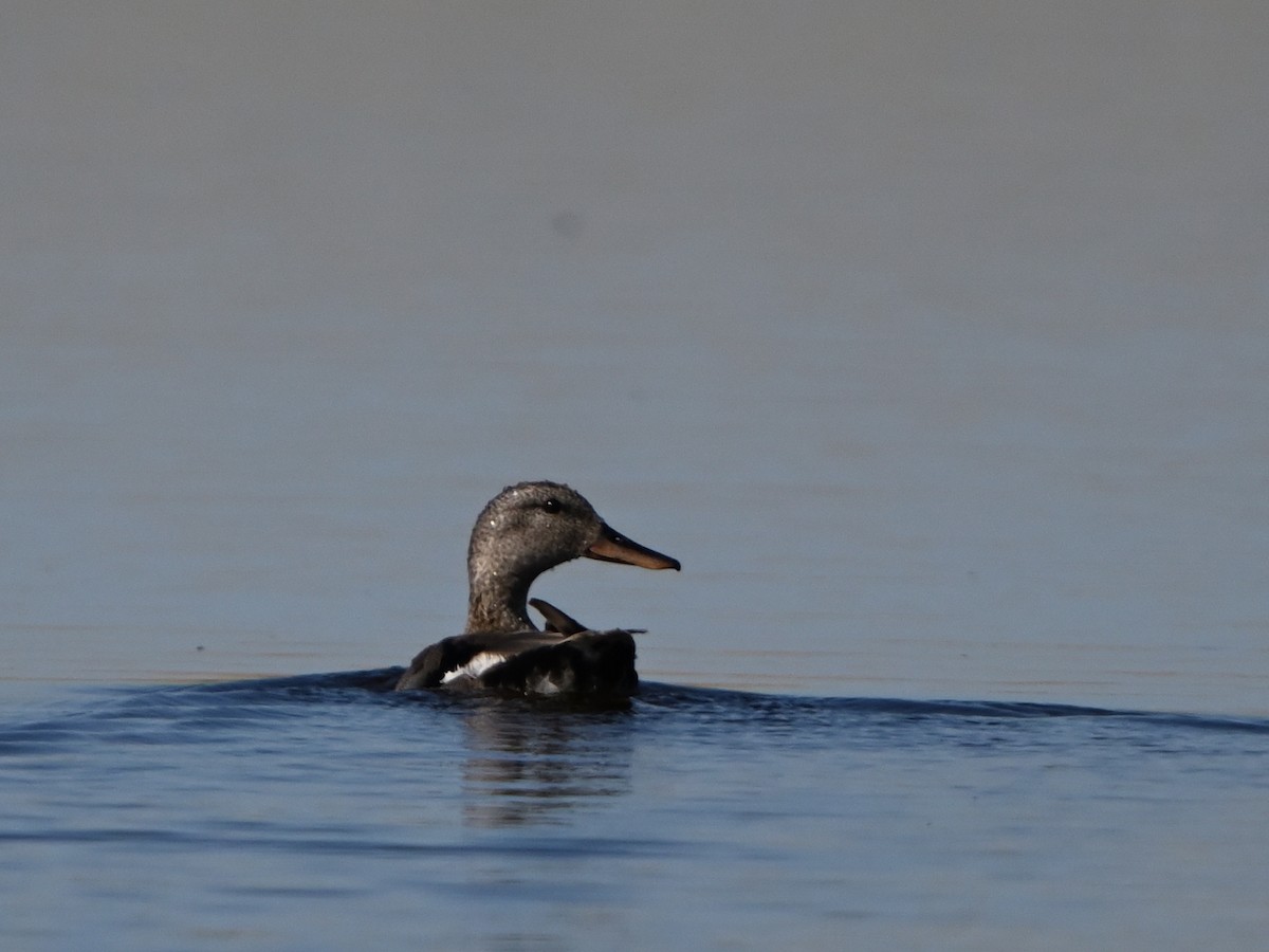 Gadwall - Manuel Espenica