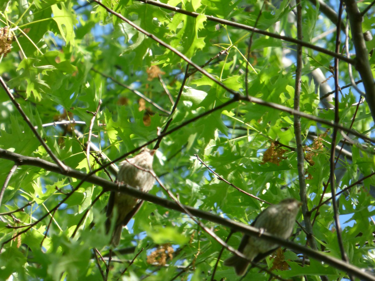 House Finch - Karina Ramkalawan