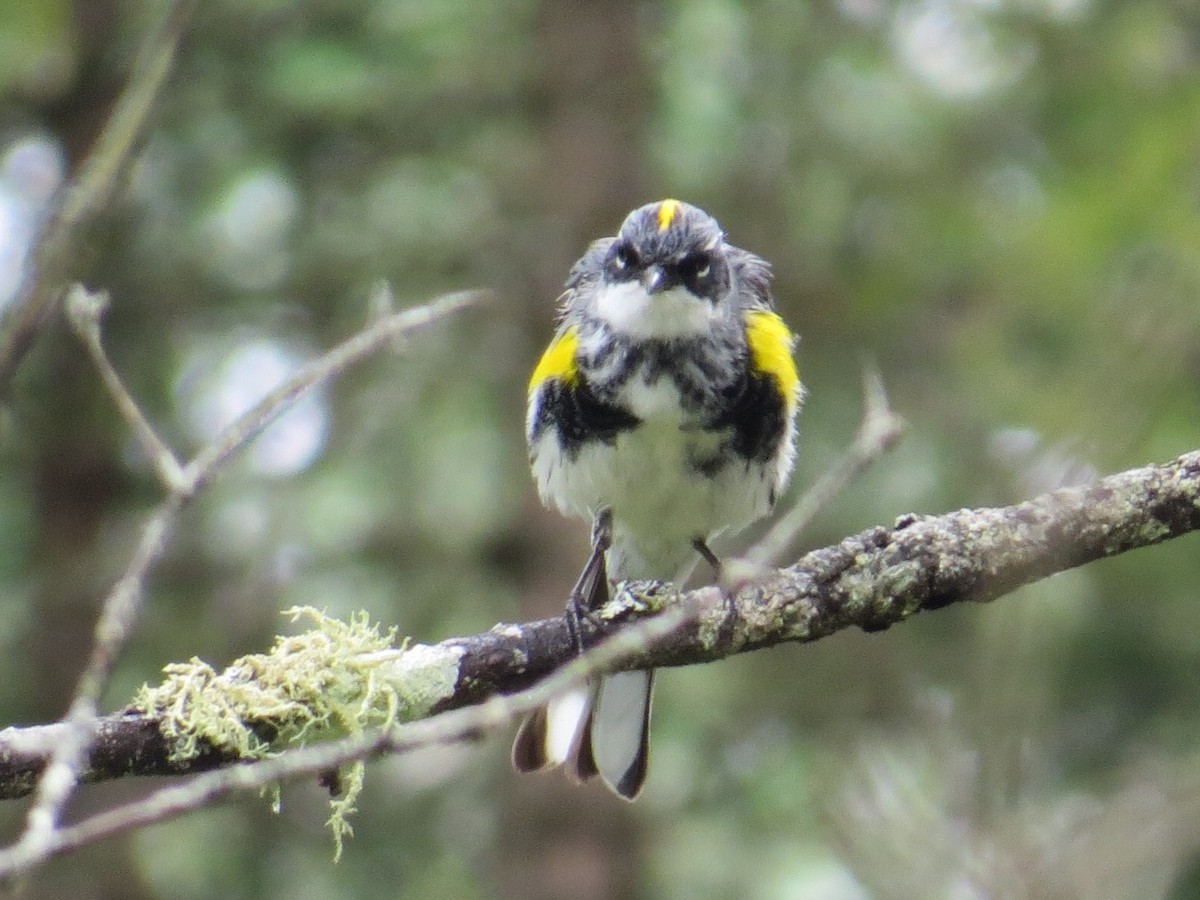 Yellow-rumped Warbler (Myrtle) - ML61877851