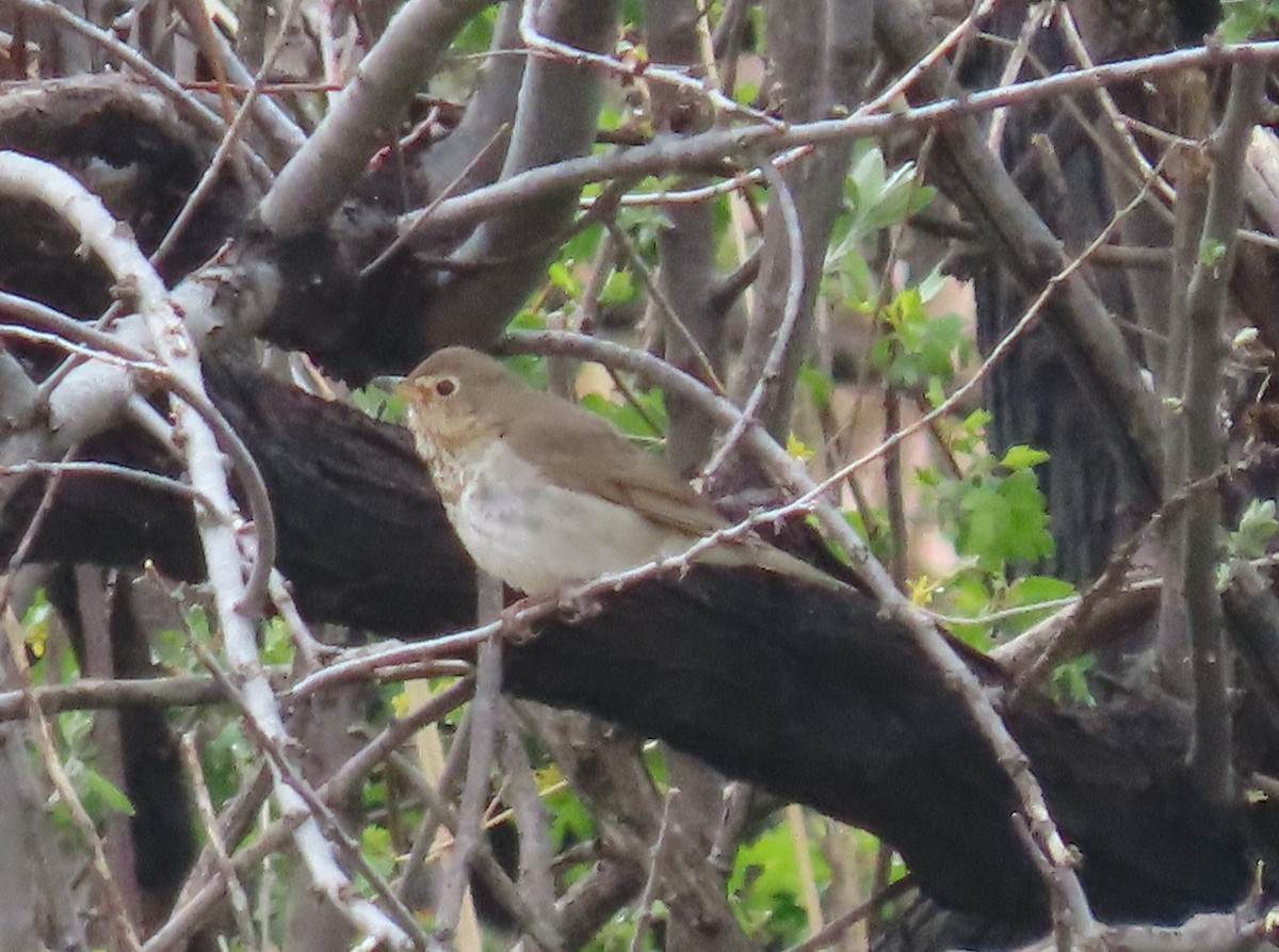 Swainson's Thrush - Myron Gerhard