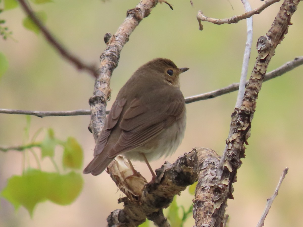 Swainson's Thrush - Myron Gerhard