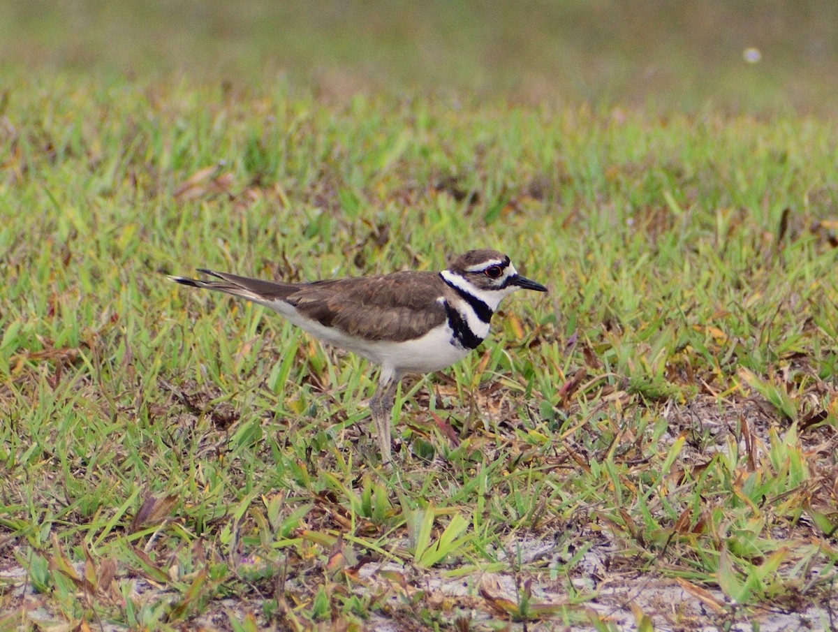 Killdeer - ML618778545