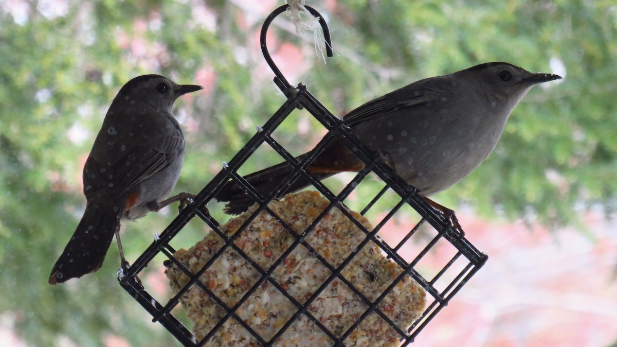 Gray Catbird - Peter Fraser