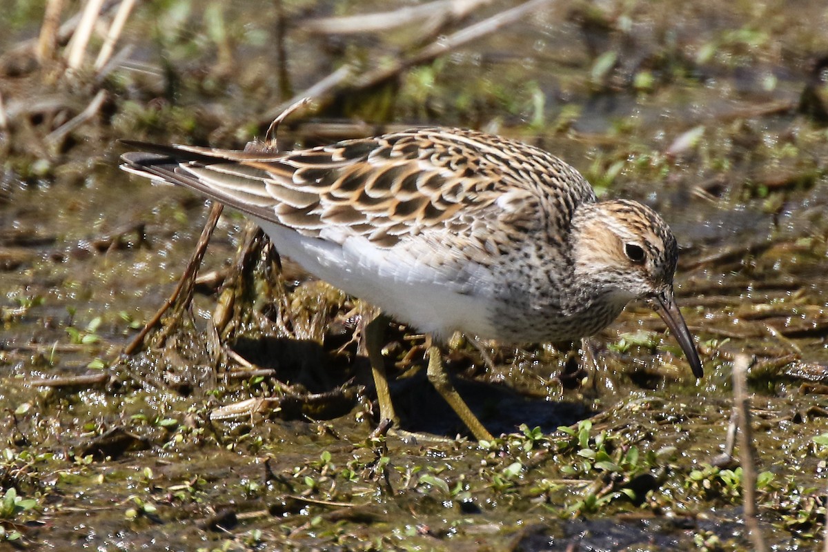 Pectoral Sandpiper - Marlene Cashen