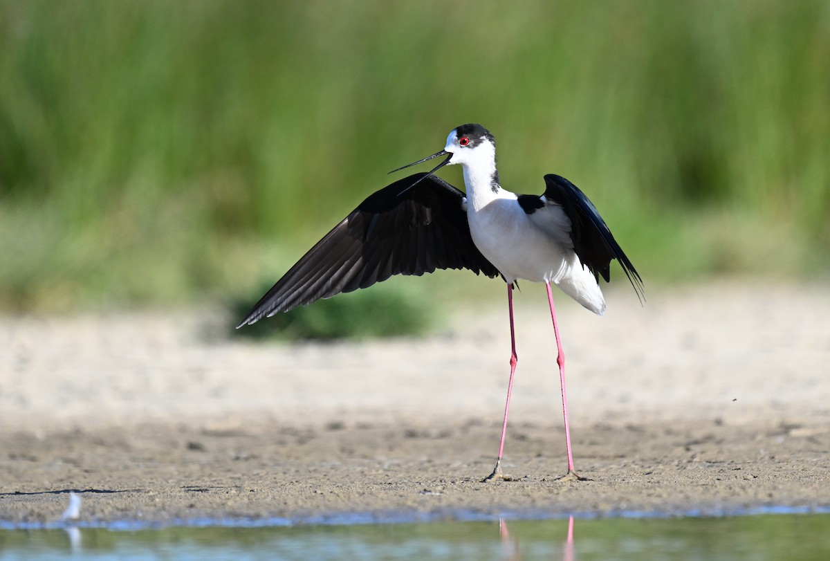 Black-winged Stilt - Manuel Segura Herrero