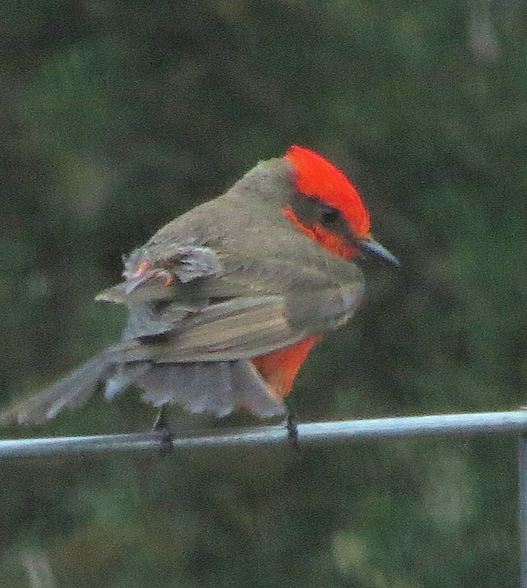 Vermilion Flycatcher - ML618778581
