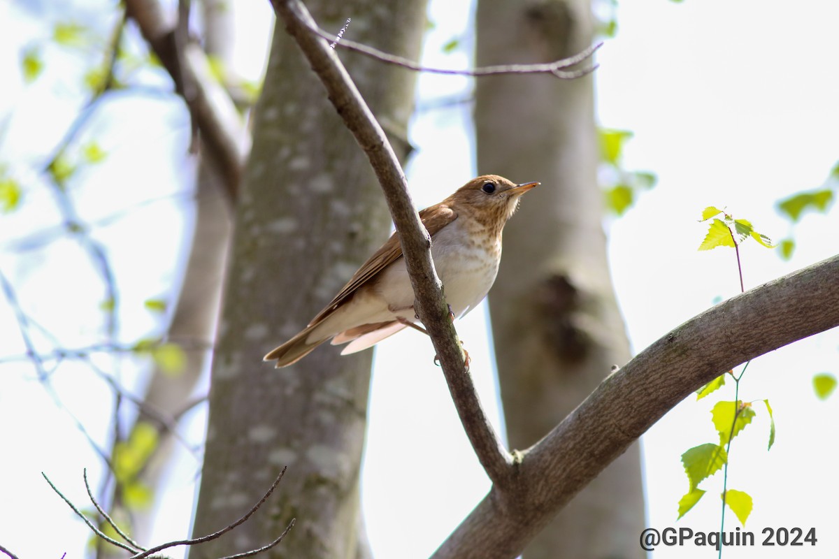 Veery - Guy Paquin