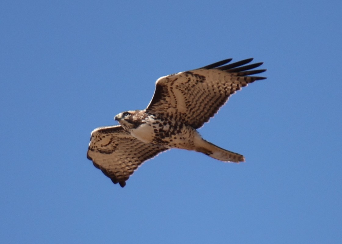 Red-tailed Hawk - Linda Dalton