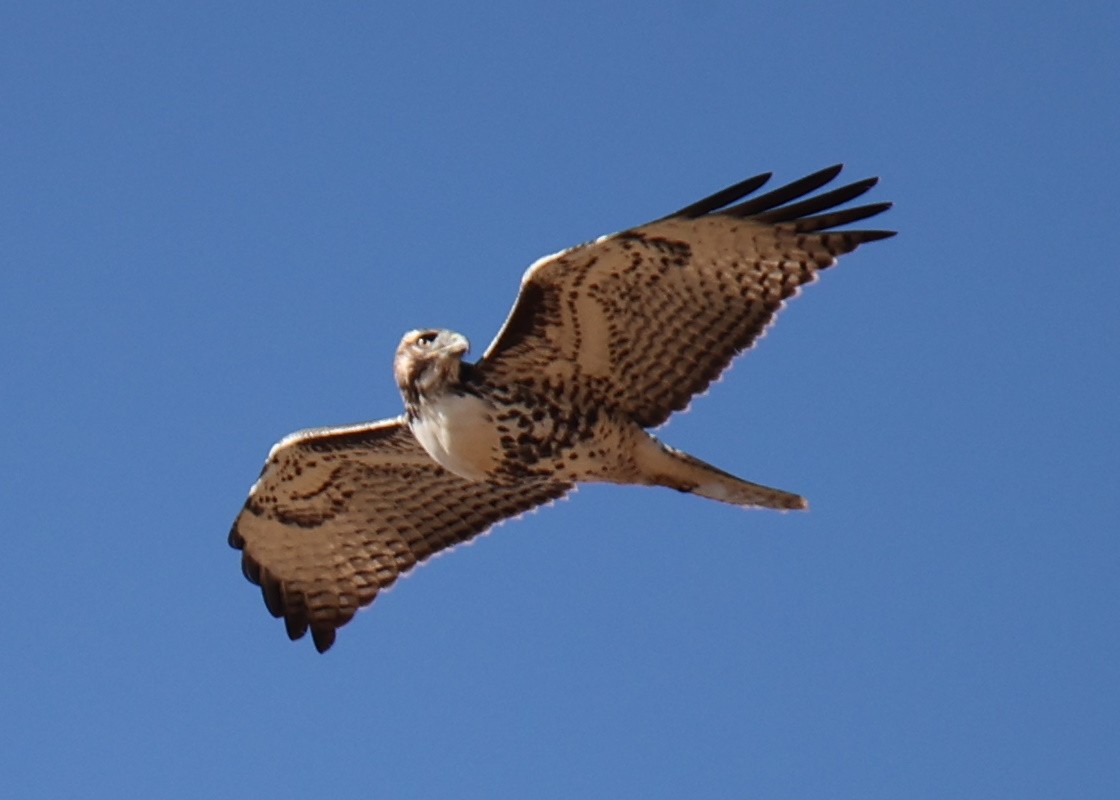 Red-tailed Hawk - Linda Dalton