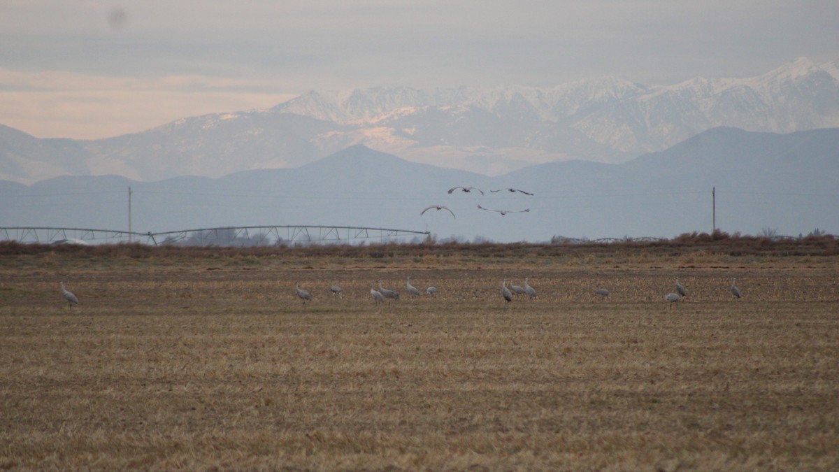 Sandhill Crane (tabida/rowani) - Sean Cozart