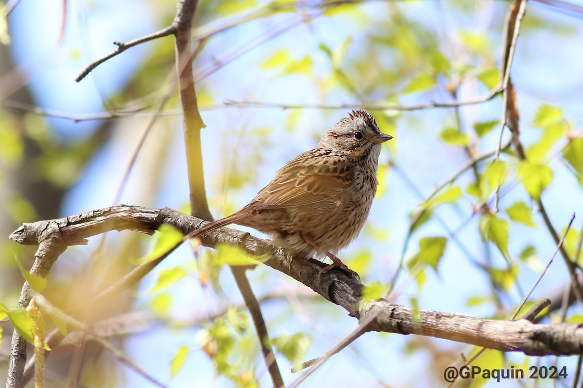 Lincoln's Sparrow - Guy Paquin