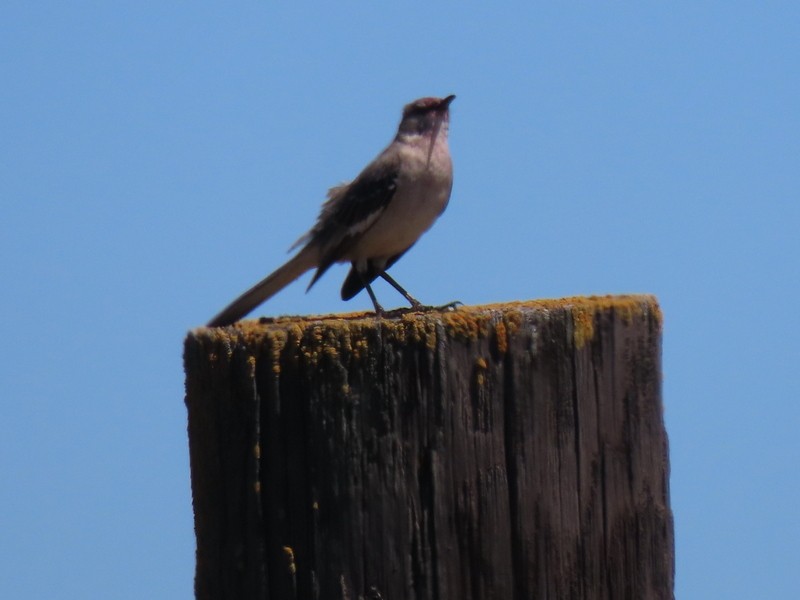 Northern Mockingbird - suga moriwaki