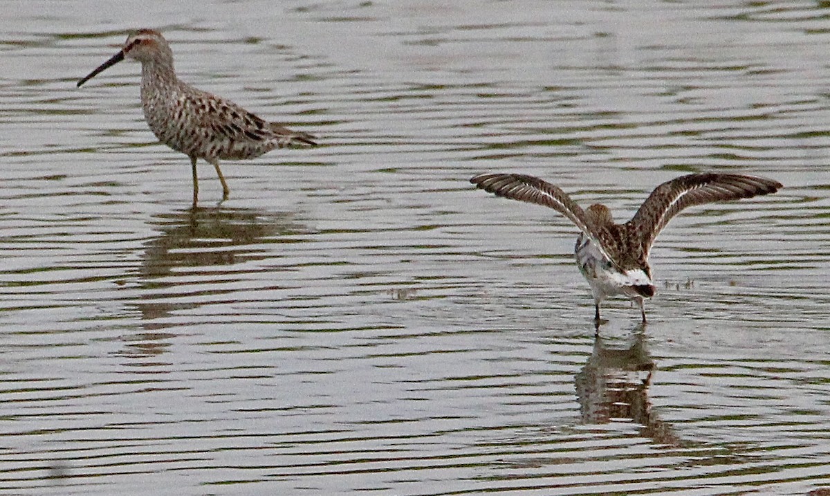 White-rumped Sandpiper - ML618778668