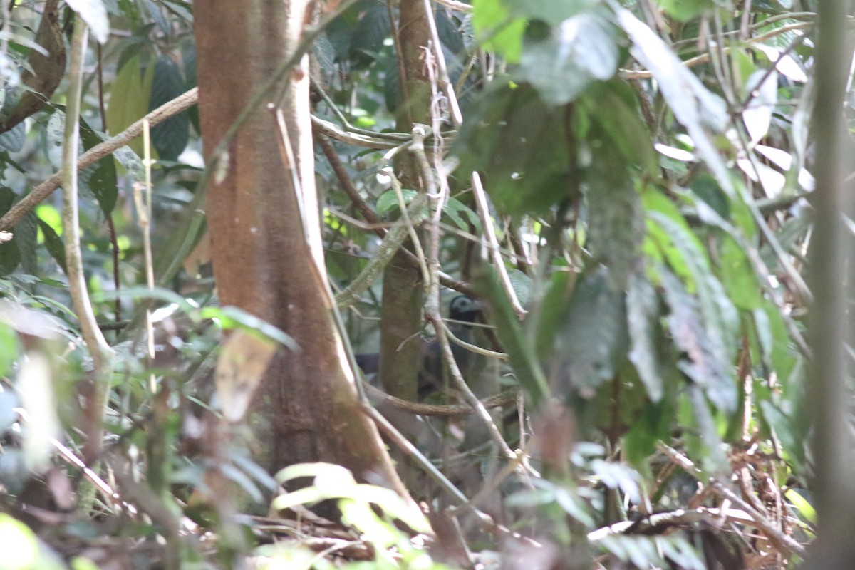 Bornean Ground-Cuckoo - Yousif Attia