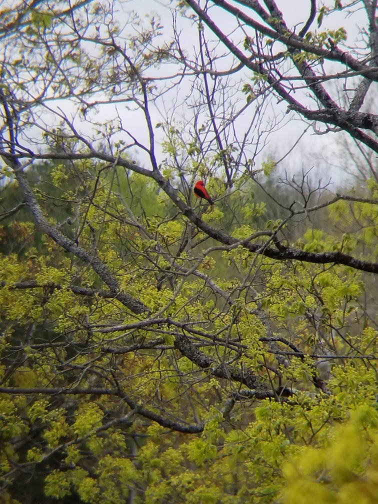 Scarlet Tanager - Eric Miner 🦆