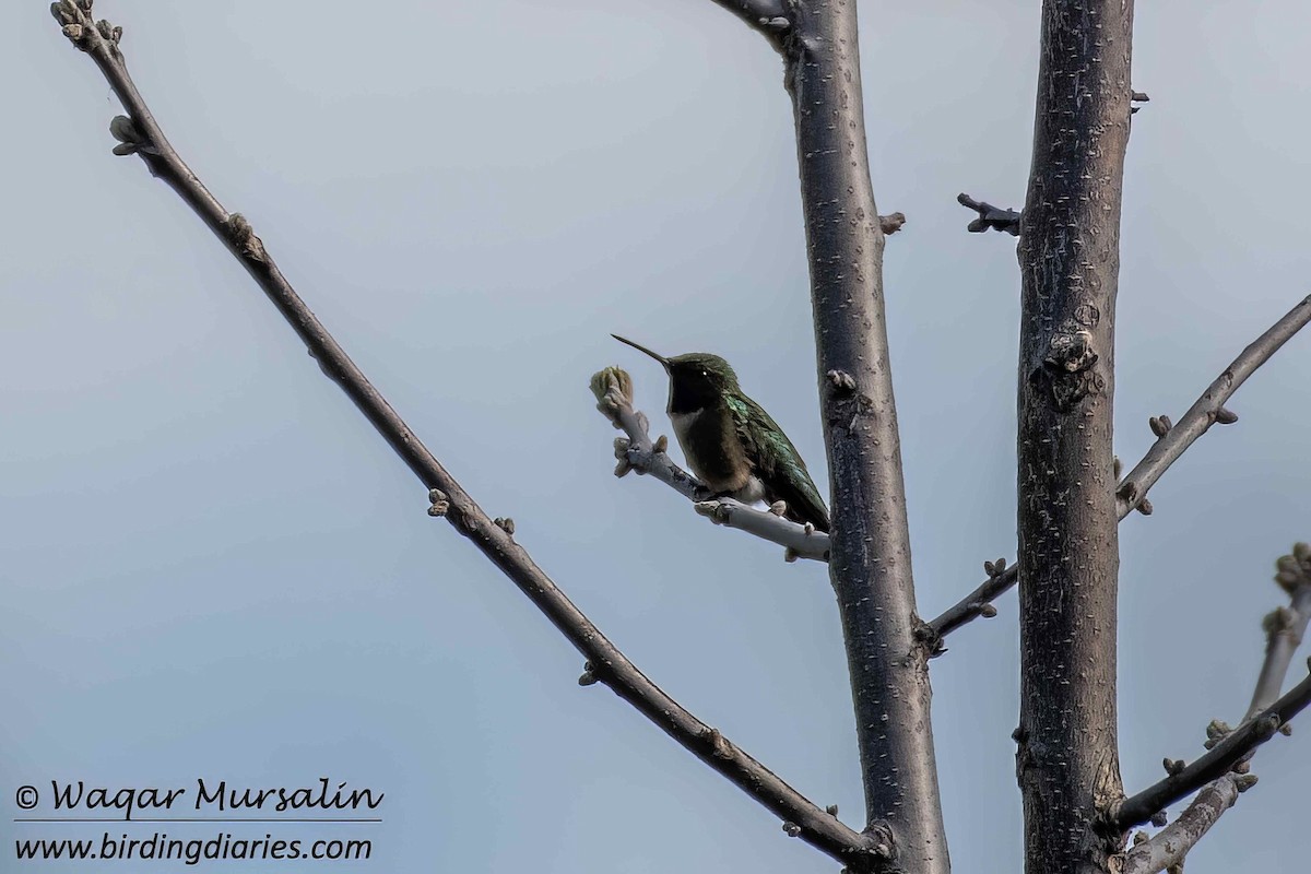 Colibrí Gorjirrubí - ML618778689