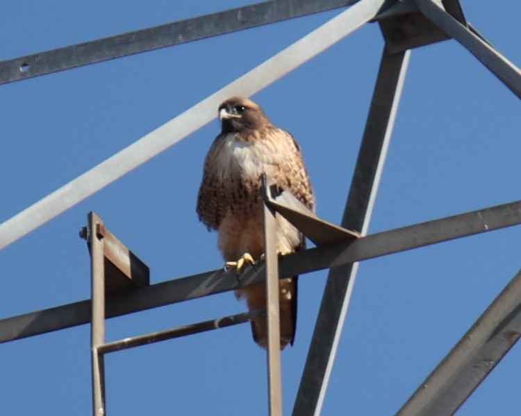 Red-tailed Hawk - Linda Dalton