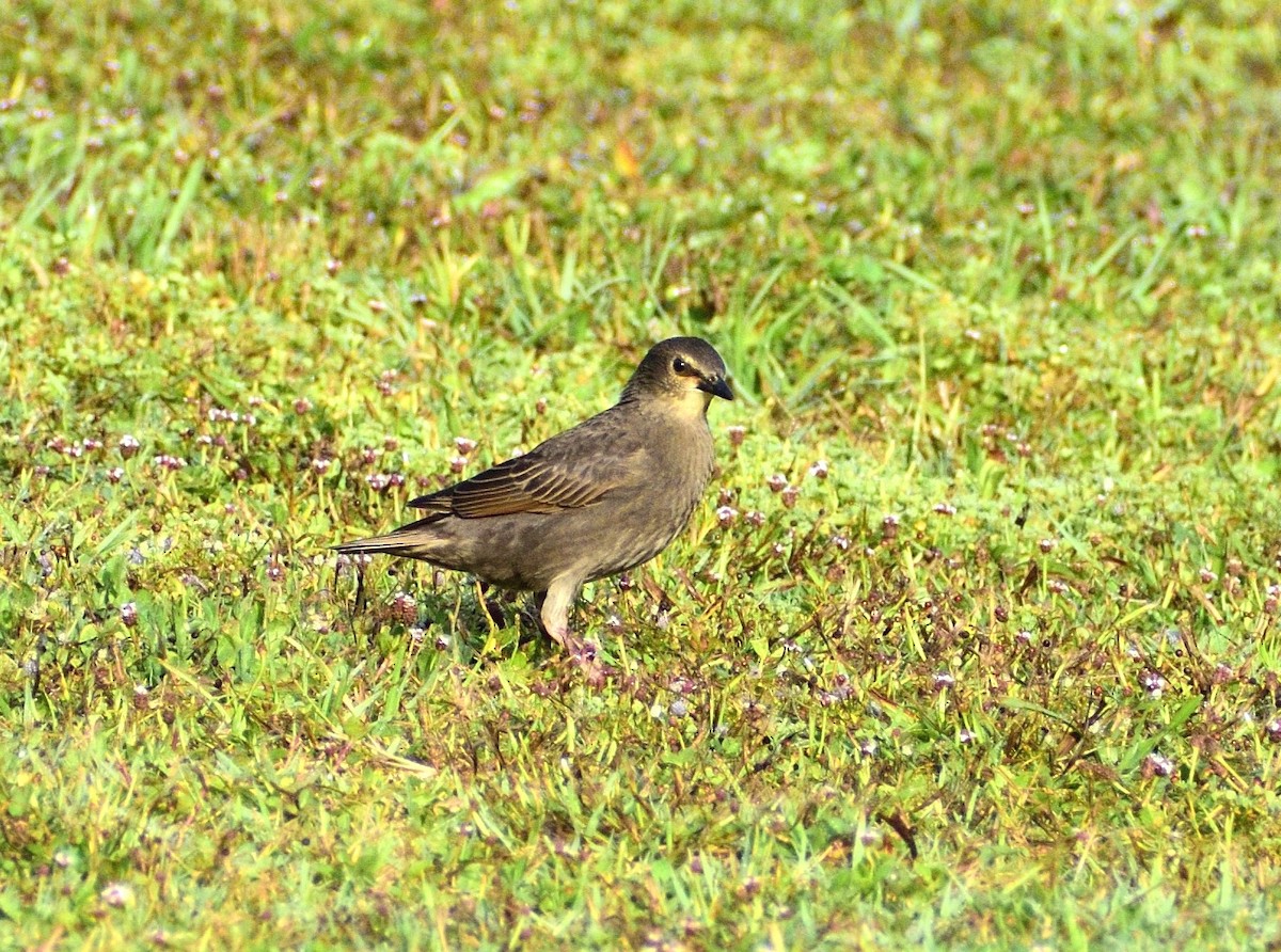 European Starling - ML618778717