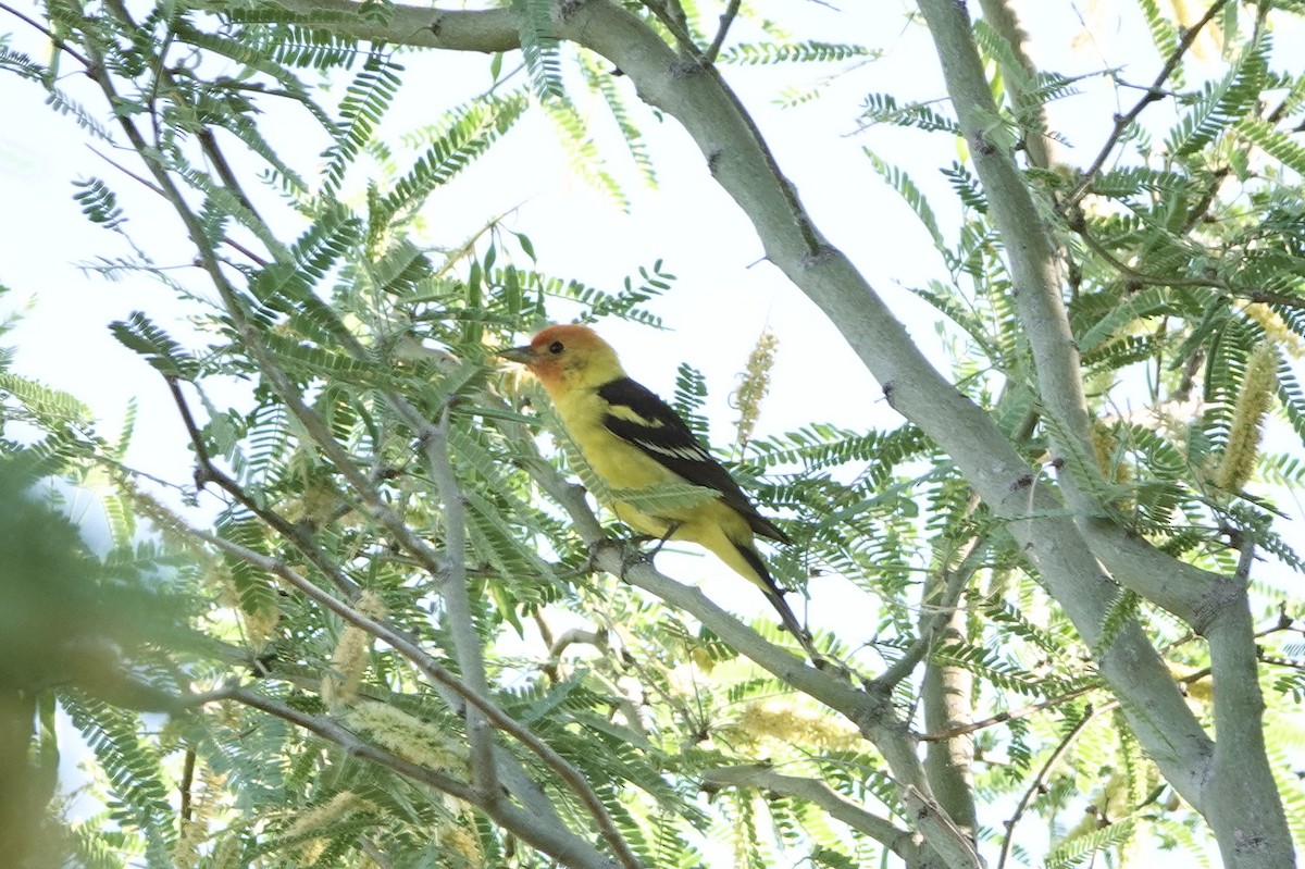 Western Tanager - Diana Spangler