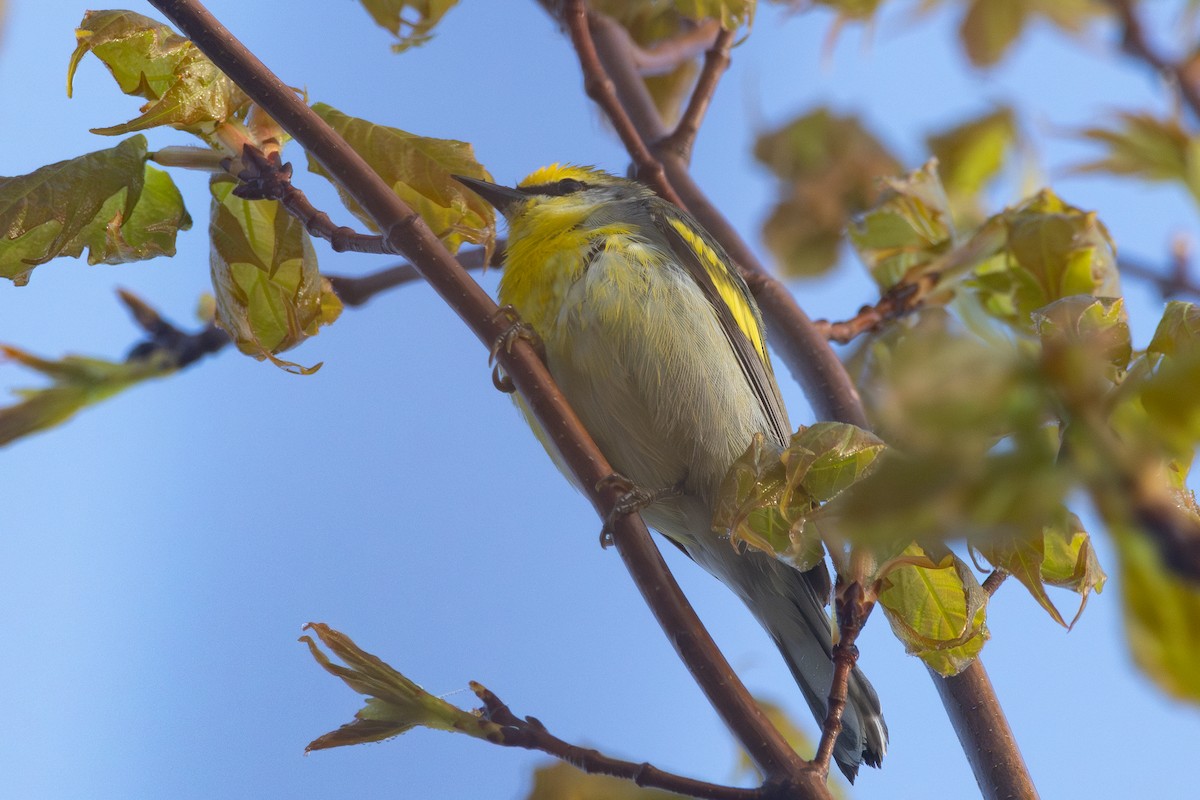 Golden-winged x Blue-winged Warbler (hybrid) - Anthony Glenesk