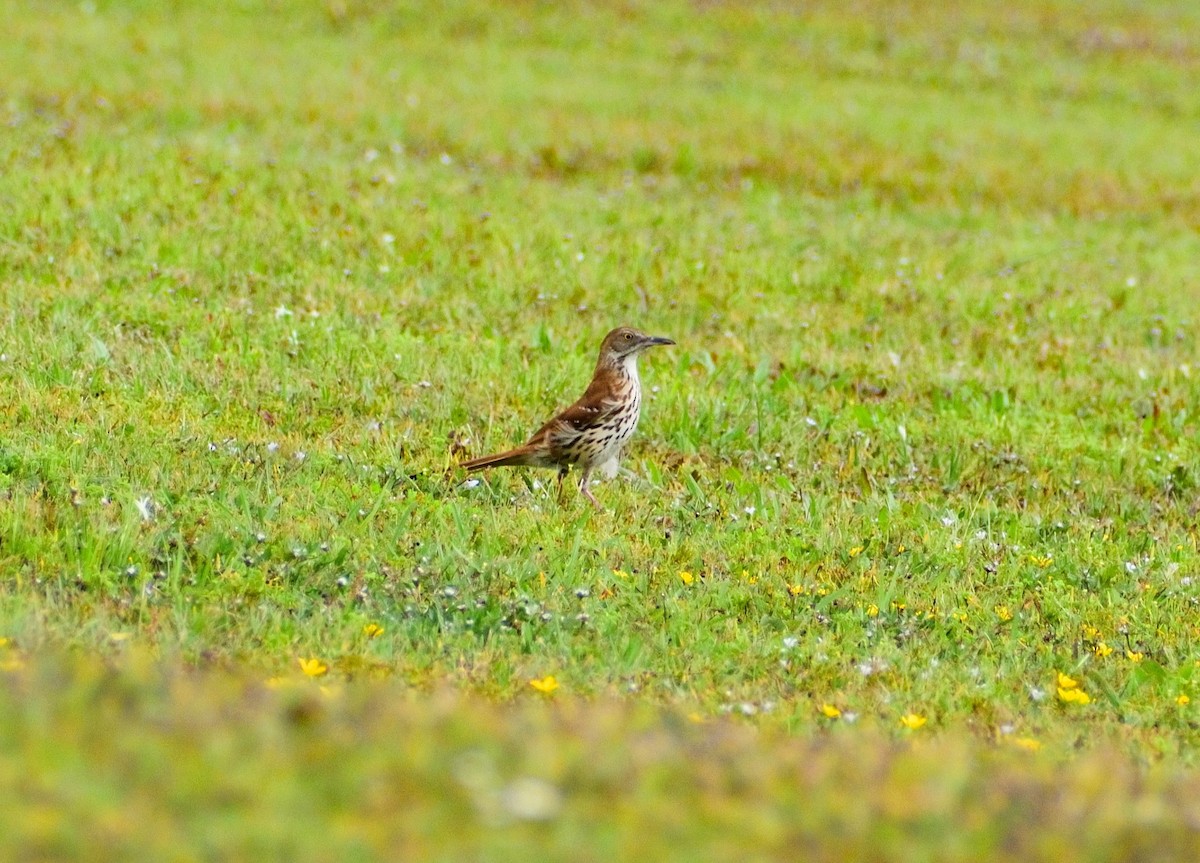 Brown Thrasher - ML618778736