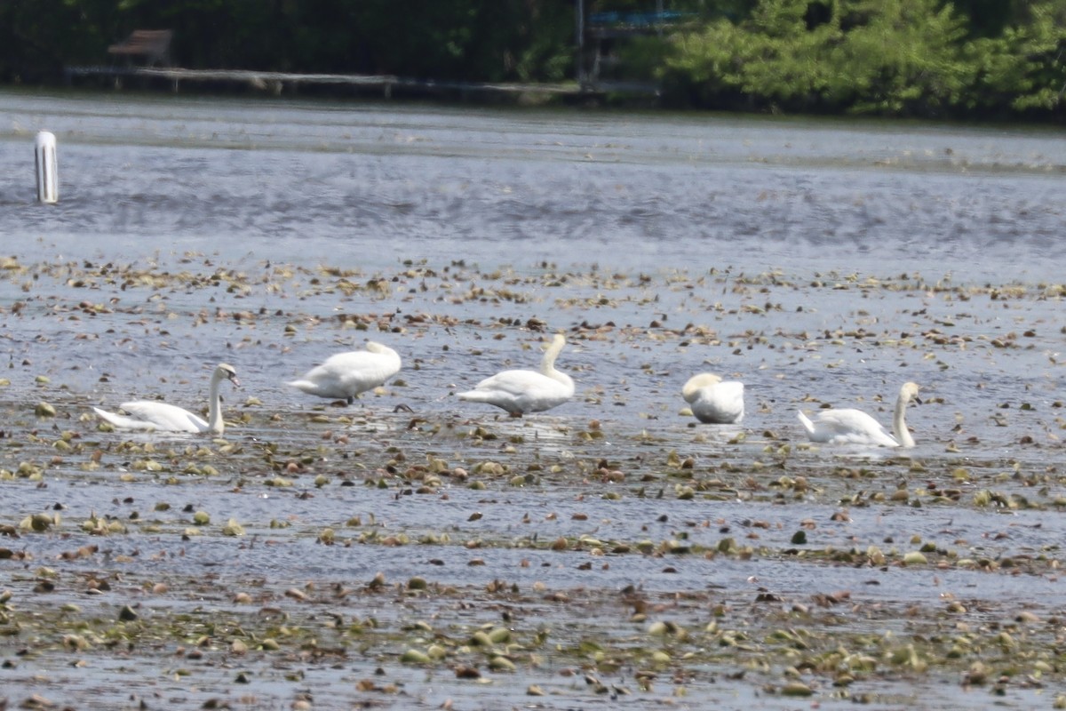 Mute Swan - ML618778744