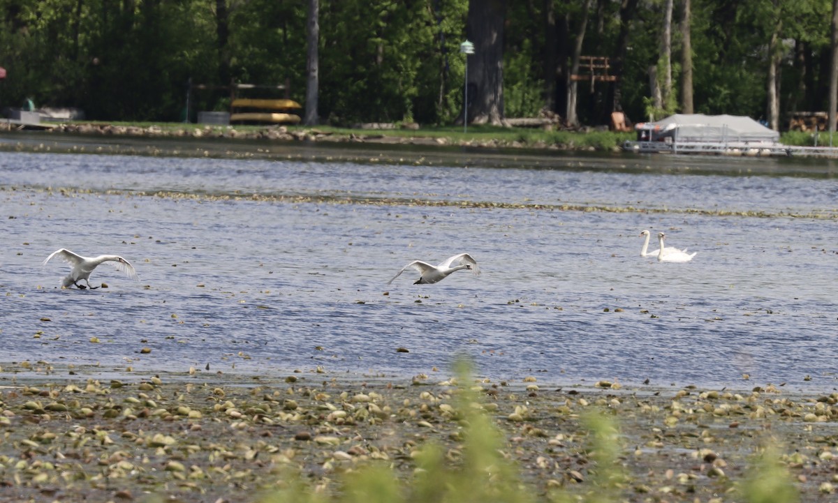 Mute Swan - Jennifer Wenzel