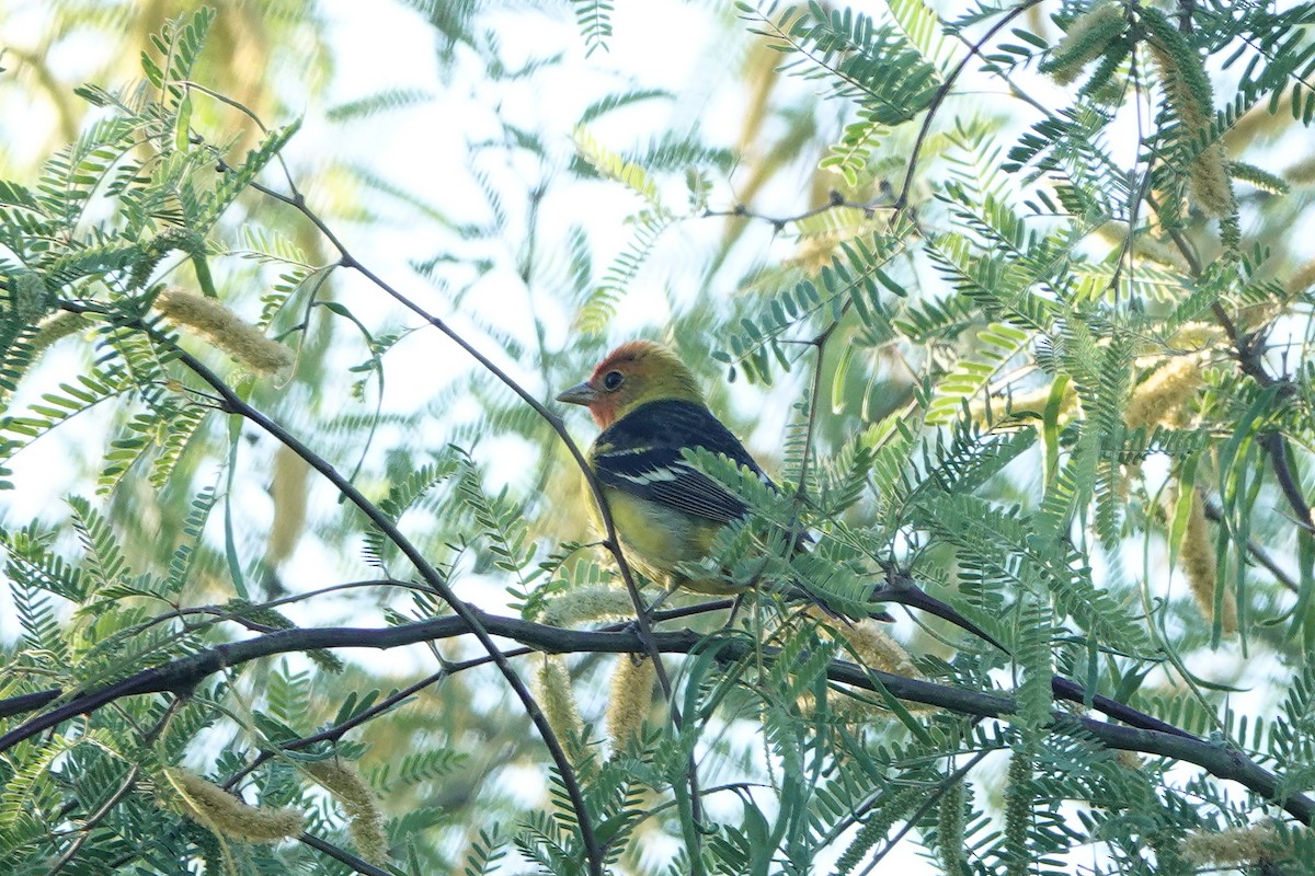 Western Tanager - Diana Spangler