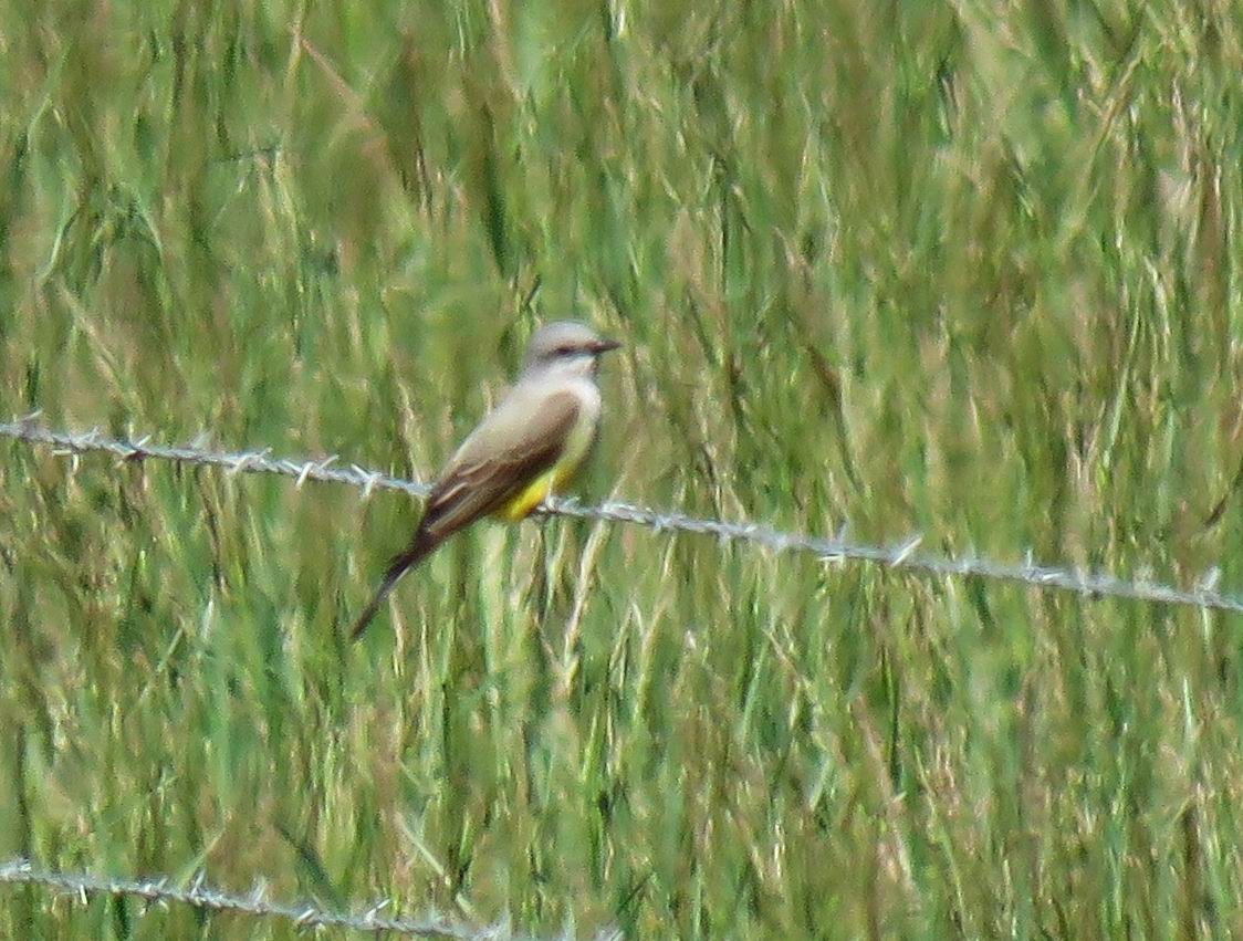 Western Kingbird - Hendrik Herlyn