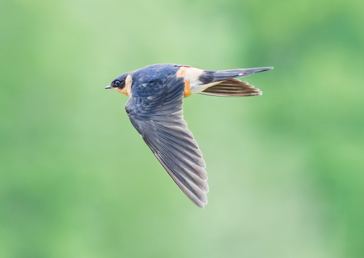 Rufous-chested Swallow - Stephen Menzie